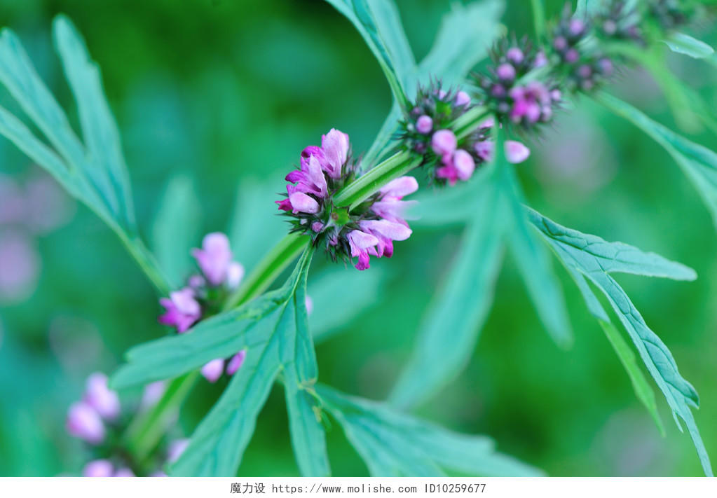绿色清新绿叶中母草植物盛开紫色的花朵风景图宣传